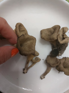 Гриб из Находка