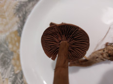 Гриб из Находка