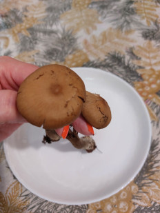 Гриб из Находка