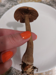 Гриб из Находка