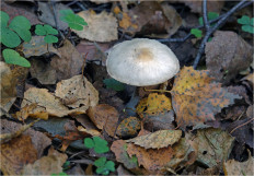 Гриб из Москва