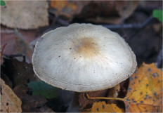 Гриб из Москва