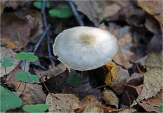 Гриб из Москва