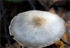 Гриб из Москва