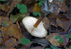 Гриб из Москва