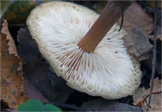 Гриб из Москва