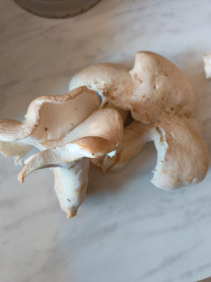 Гриб из ЧЕБОКСАРЫ