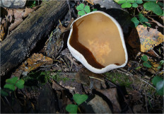 Гриб из Москва