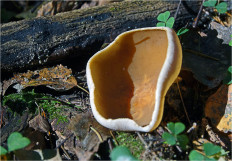 Гриб из Москва