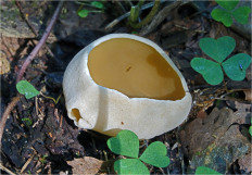 Гриб из Москва