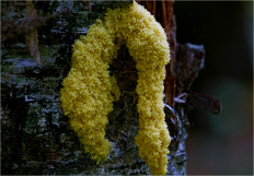 Гриб из Москва