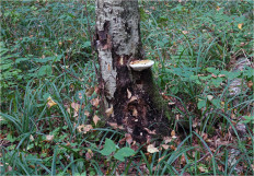 Гриб из Москва