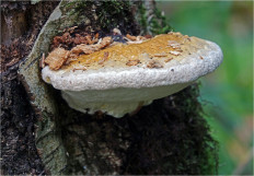 Гриб из Москва