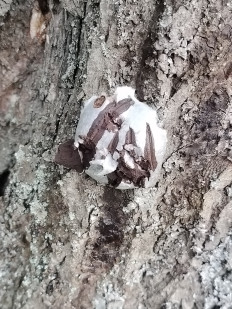 Гриб из Чехов