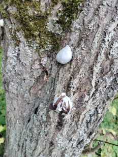 Гриб из Чехов