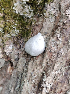 Гриб из Чехов