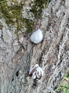 Гриб из Чехов