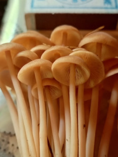 Денежка сливающаяся