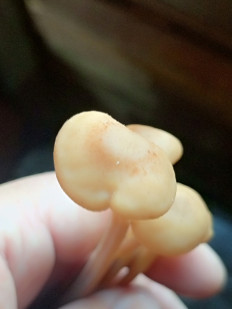 Денежка сливающаяся