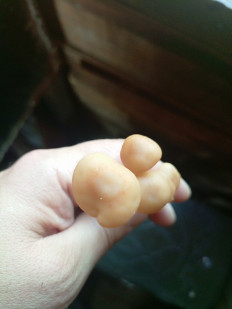 Денежка сливающаяся