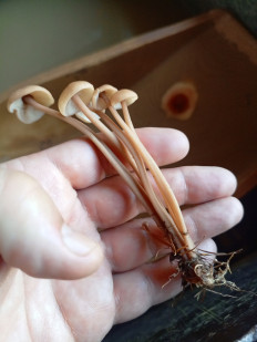 Денежка сливающаяся