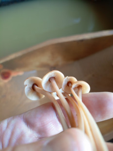 Денежка сливающаяся