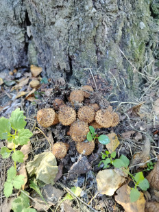 Гриб из Чехов