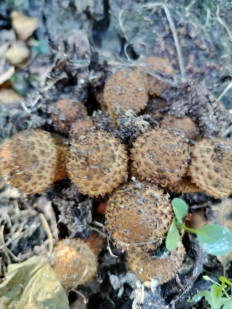 Гриб из Чехов