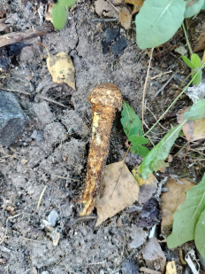 Гриб из Чехов