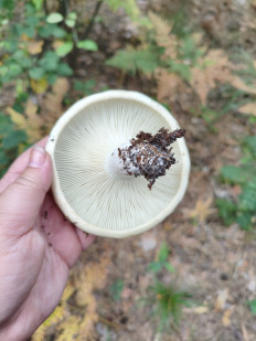 Гриб из Воронеж