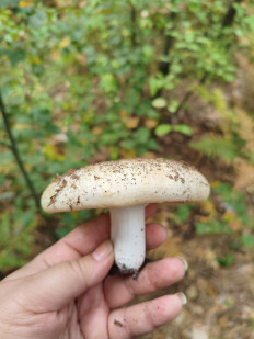 Гриб из Воронеж