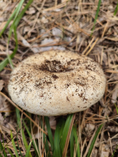 Гриб из Воронеж