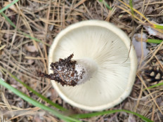 Гриб из Воронеж