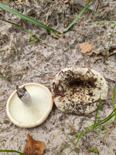 Гриб из Воронеж