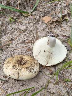 Гриб из Воронеж