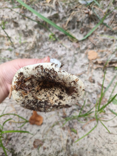 Гриб из Воронеж