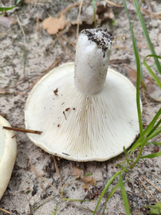 Гриб из Воронеж