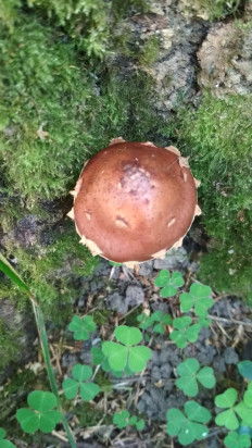 Гриб из Москва