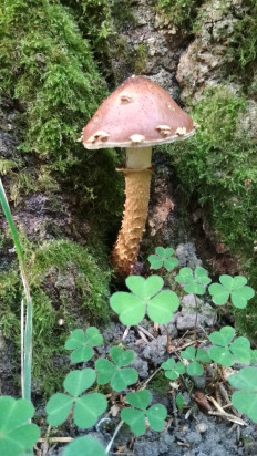 Гриб из Москва