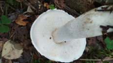 Гриб из Москва