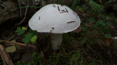 Гриб из Москва