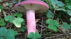 Гриб из Москва