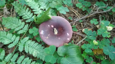 Гриб из Москва