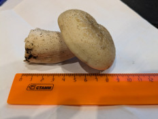 Гриб из Москва