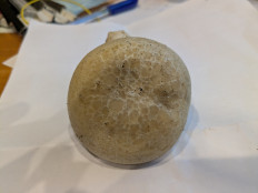 Гриб из Москва