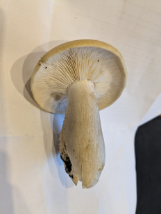 Гриб из Москва