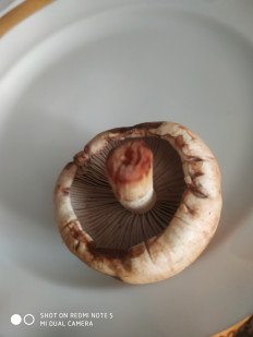 Гриб из Санкт-Петербург