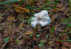 Гриб из Москва