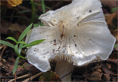 Гриб из Москва