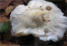 Гриб из Москва